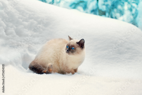 Cute siamese cat walking in the snowy forest
