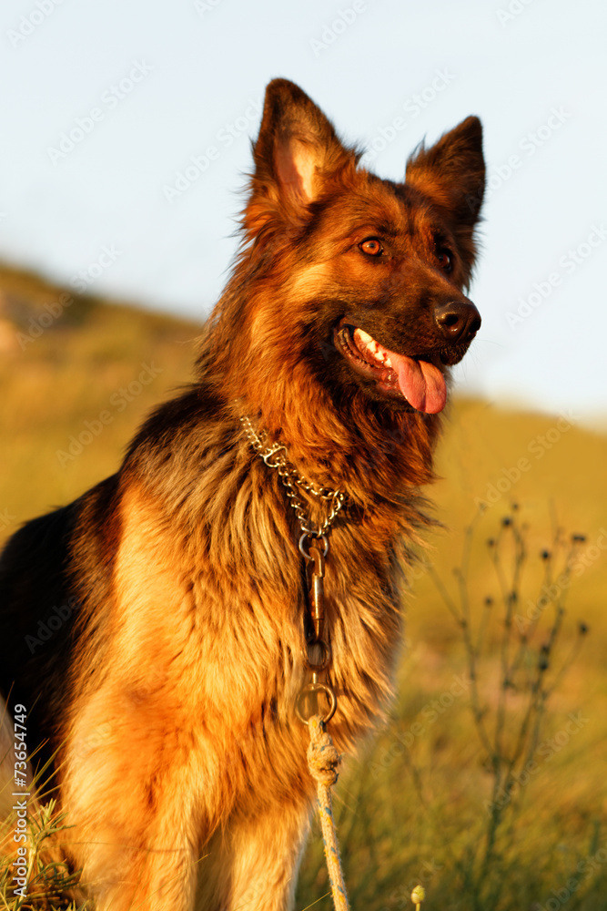 German shepherd dog German shepherd dog
