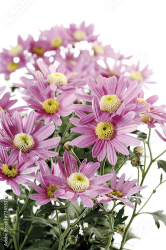 Chrysanthemen  Chrysanthemum   close-up