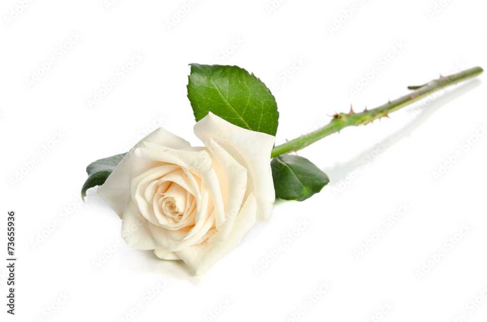 Naklejka premium white Rose isolated on white background