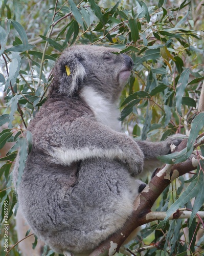 Koala in an Eucalyptus tree in Australia
