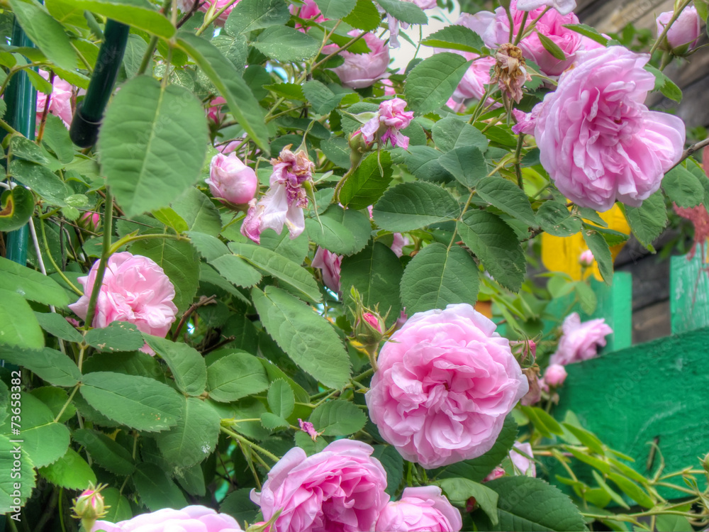 Pink Roses in the Garden - obrazy, fototapety, plakaty 