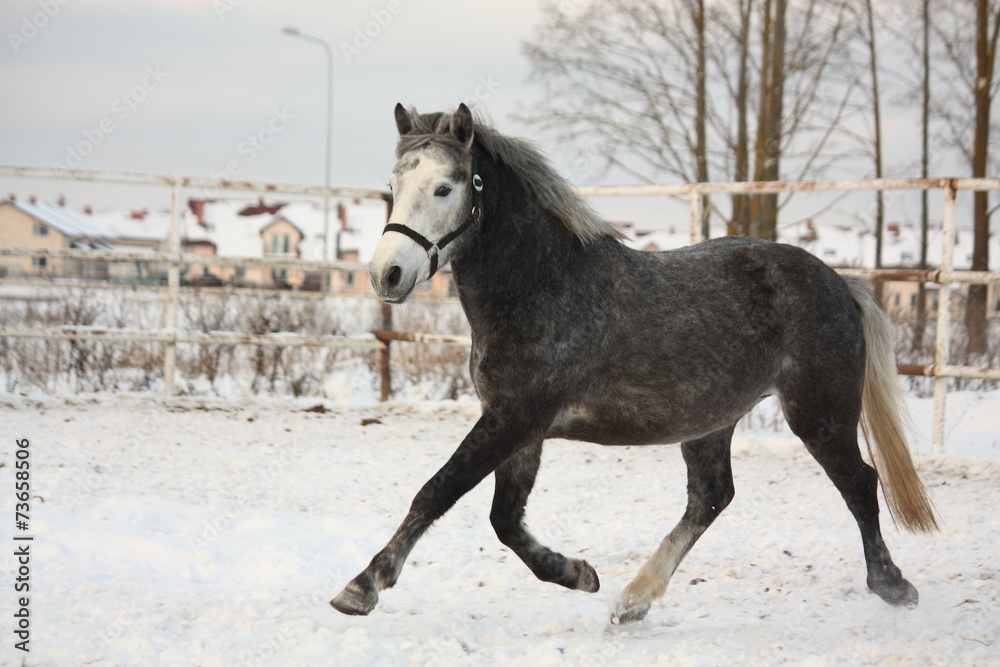 Dark gray pony trotting in the snow Dark gray pony trotting in the snow