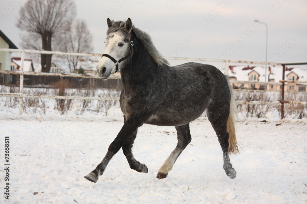Dark gray pony trotting in the snow Dark gray pony trotting in the snow
