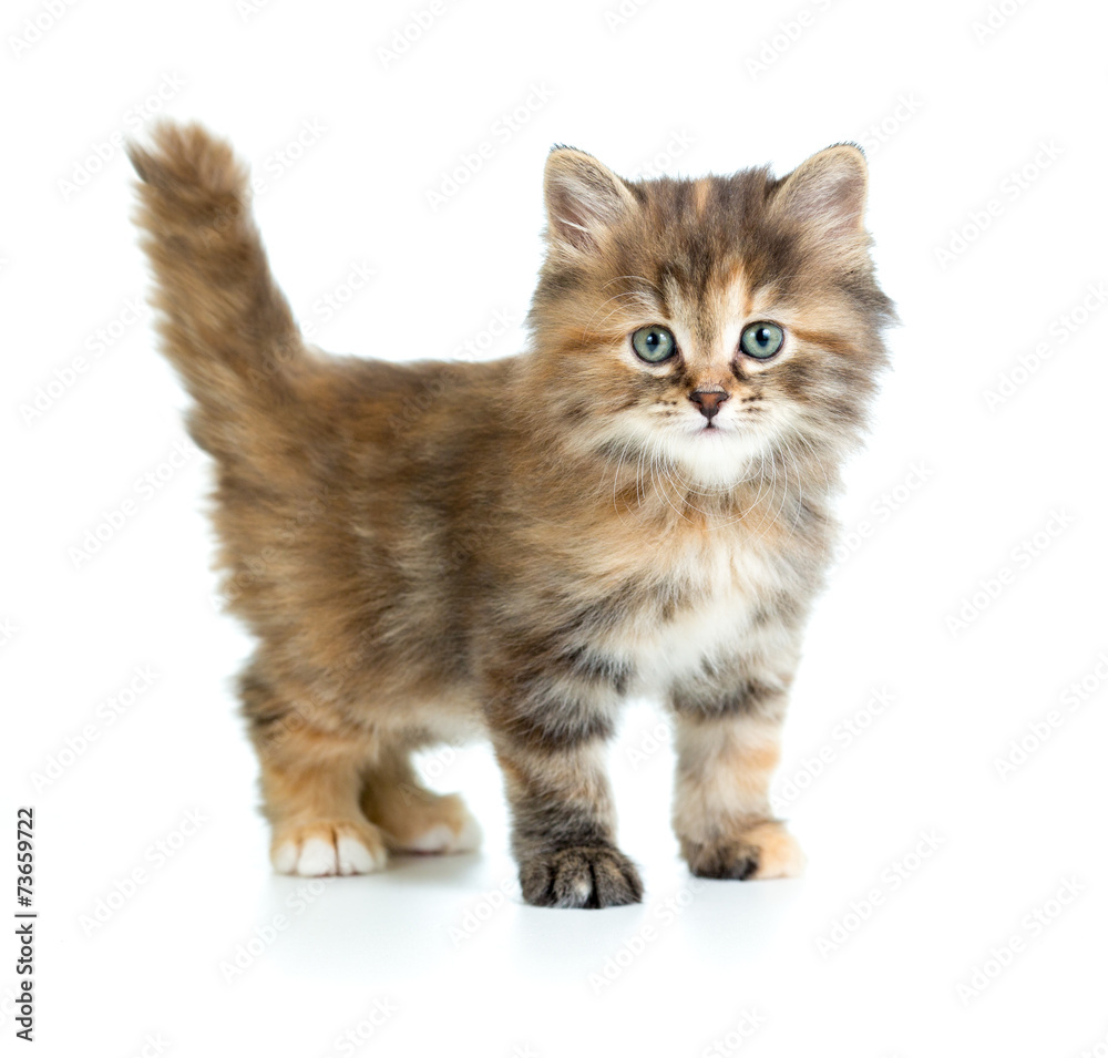 little funny cat isolated on white