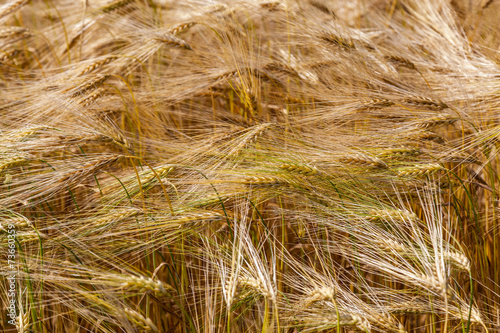 Wheat ears in the field as background.