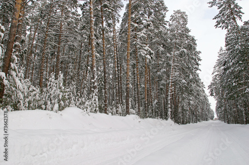 Pine forest in snow