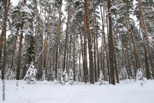 Pine forest in snow