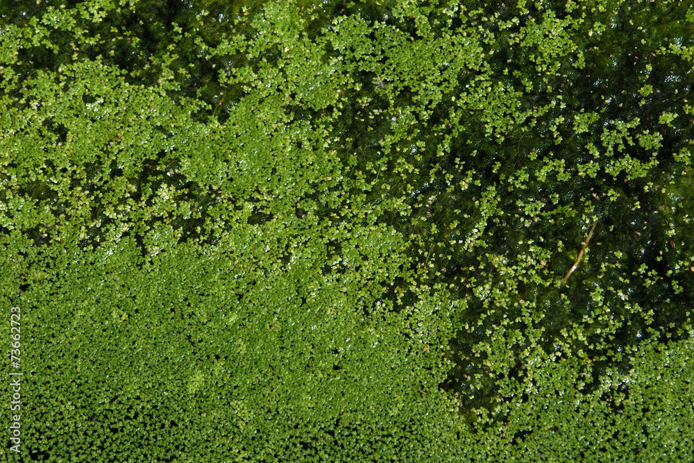 Common duckweed (Lemna minor). Full frame texture. . Common duckweed (Lemna minor). Full frame texture. .