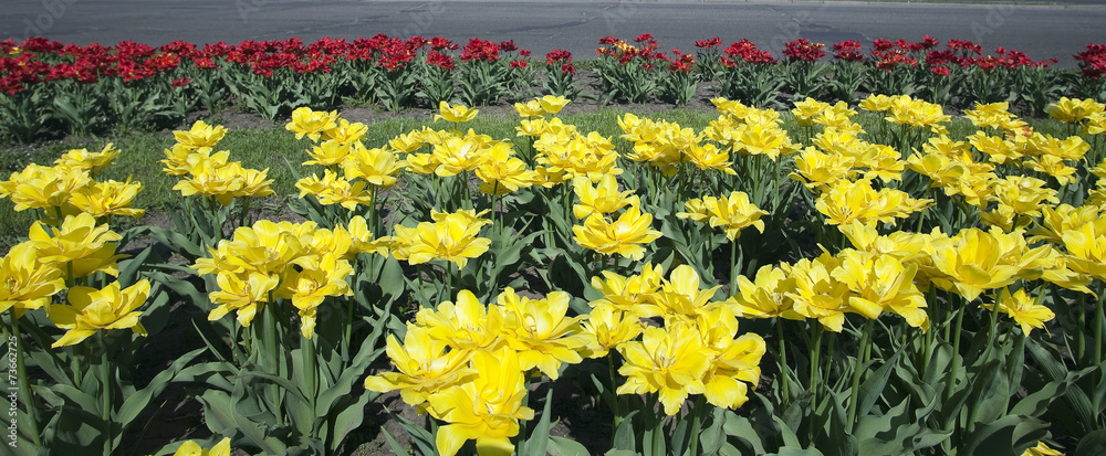 Obraz premium spring flowers