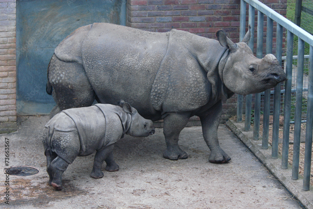 Indian rhinoceros (Rhinoceros unicornis) with a calf. Indian rhinoceros (Rhinoceros unicornis) with a calf.