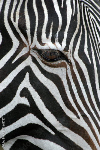 Grevy's zebra (Equus grevyi), also known as the imperial zebra..