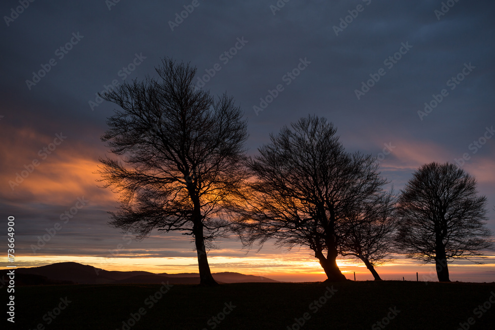 silhouette of trees in sunset sky