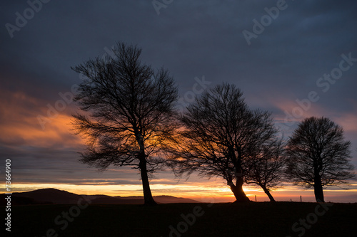 silhouette of trees in sunset sky