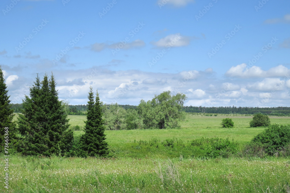 Obraz premium summer walk on the field