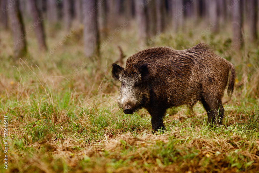 Wild boar