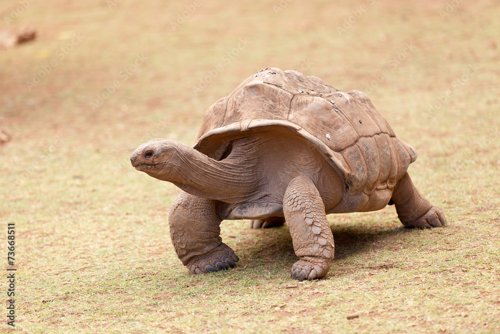 Obraz premium tortue géante d'Aldabra, anse Quitor, Rodrigues