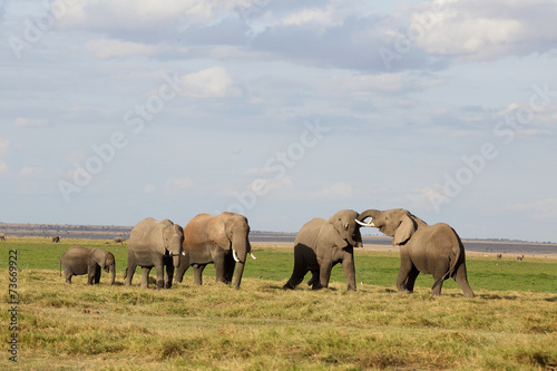 Elefantenherde © Carola G.