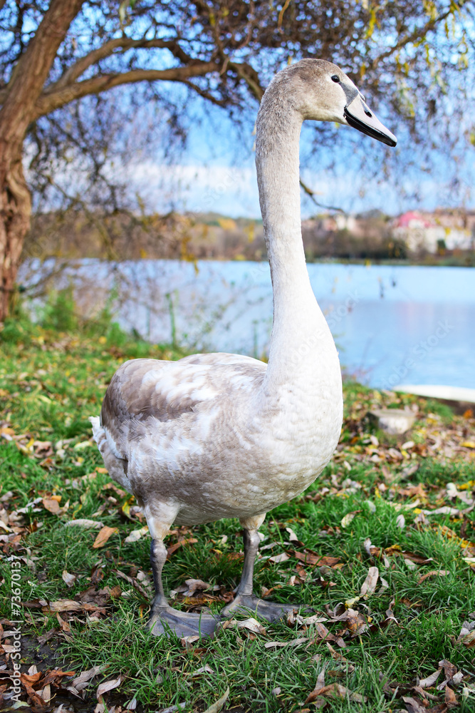 Obraz premium Swan
