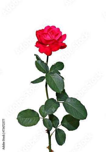 Scarlet rose flower isolated