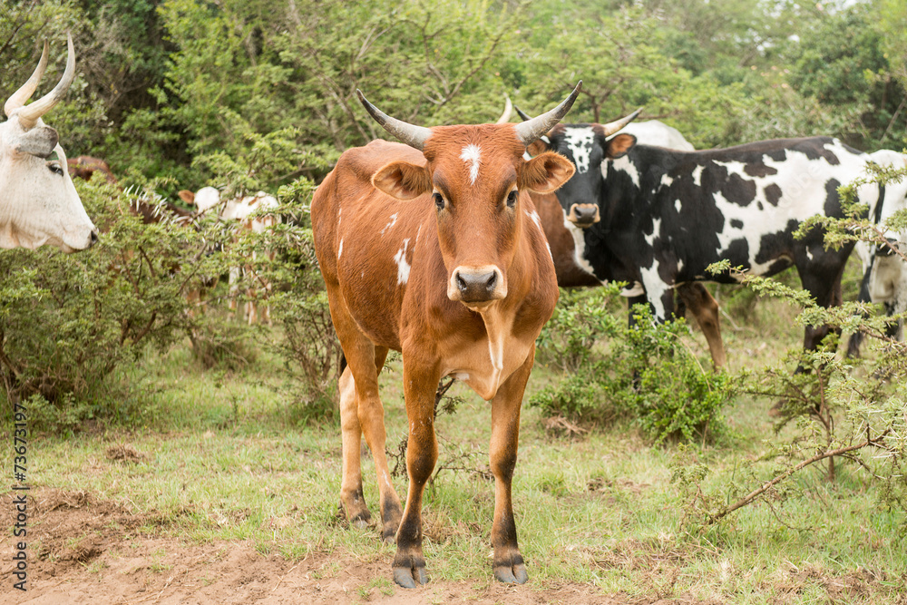Nguni Cattle Nguni Cattle