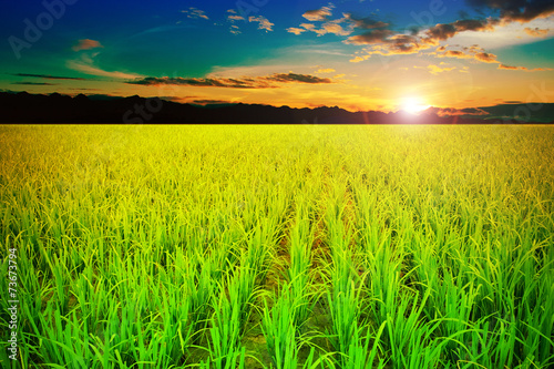 Rice farm landscape sky beautiful field