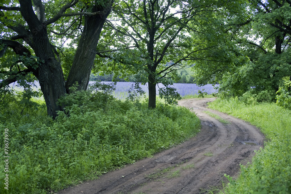 Obraz premium road in a field