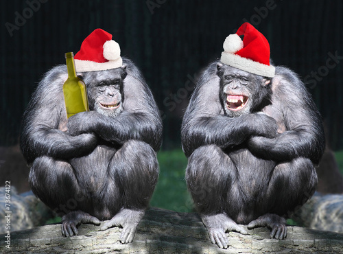 Two drunken chimpanzees have a fun on christmas party.