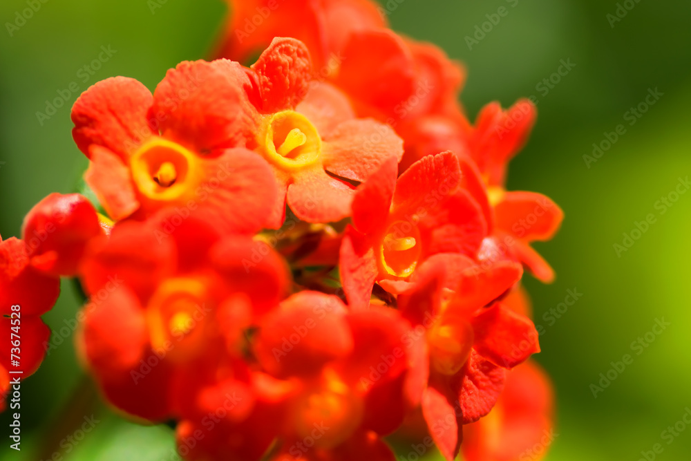 Rondeletia Odorata, Rubiaceae, Mexico - Central America, Cuba