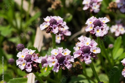 Phyla canescens, Verbenaceae, South Africa photo