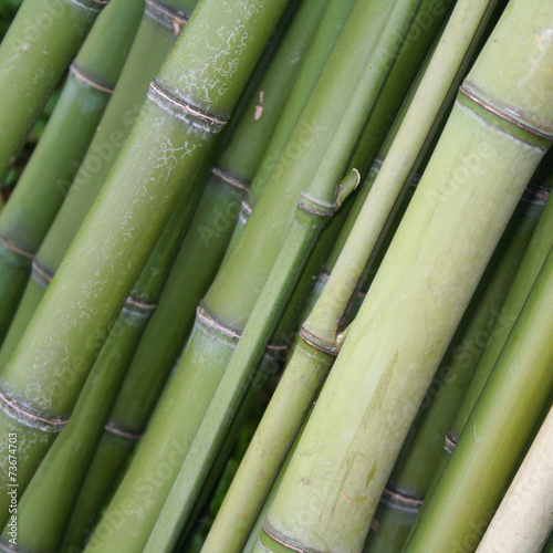 Fototapeta Naklejka Na Ścianę i Meble -  legno verde di bambù