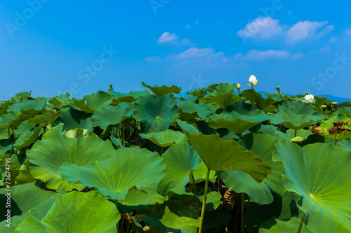 Lotus pond and blue sky