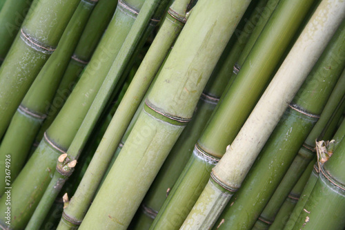 Fototapeta Naklejka Na Ścianę i Meble -  legno verde di bambù