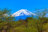The green forest and Mount Fuji under the blue sky