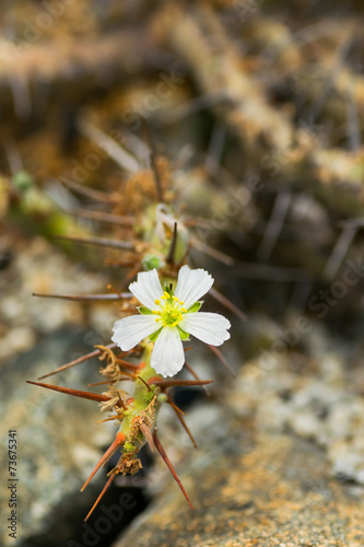 Sarcocaulon herrei, Geraniaceae, South Africa (Cape Province) photo