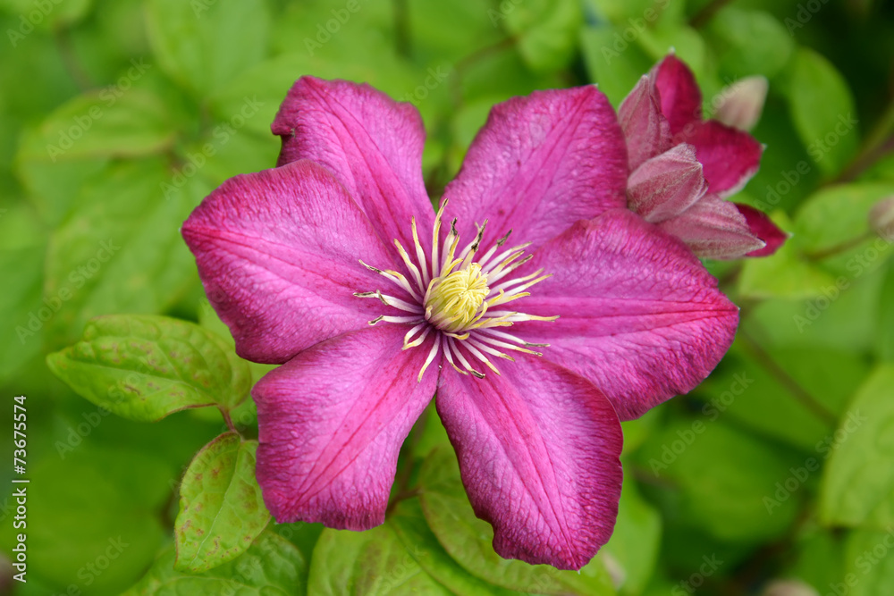Pink flower of a klematis (Clematis), grade from Lanuginoz's gro Pink flower of a klematis (Clematis), grade from Lanuginoz's gro