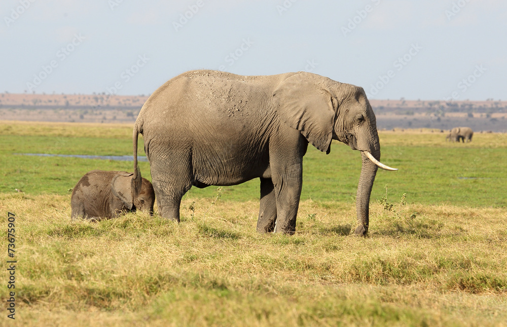 Elefantenmutter mit Kind