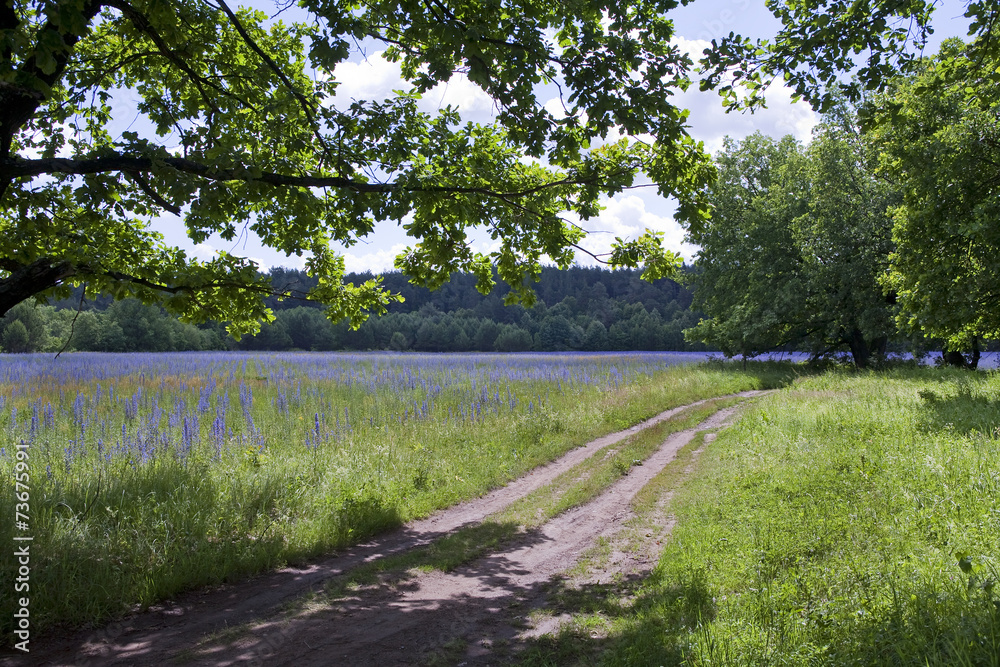 Obraz premium beautiful meadows