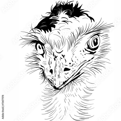 Closeup portrait of funny Ostrich Bird