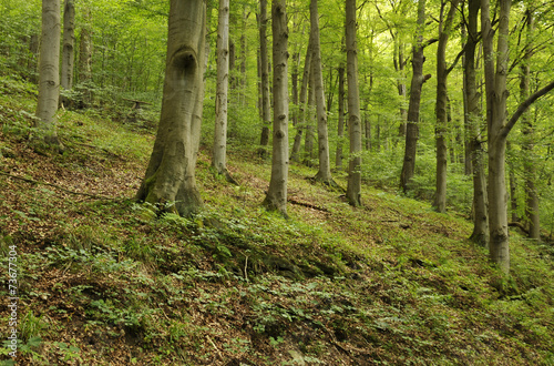 Fototapeta las buk włóczęga spacer