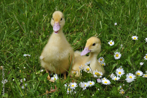 Enten Küken photo