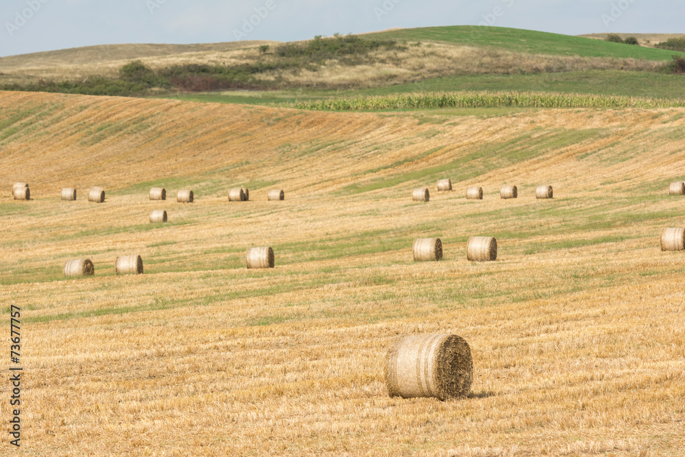 Hay-Roll On Meadow After Harvest On Summer End Landscape