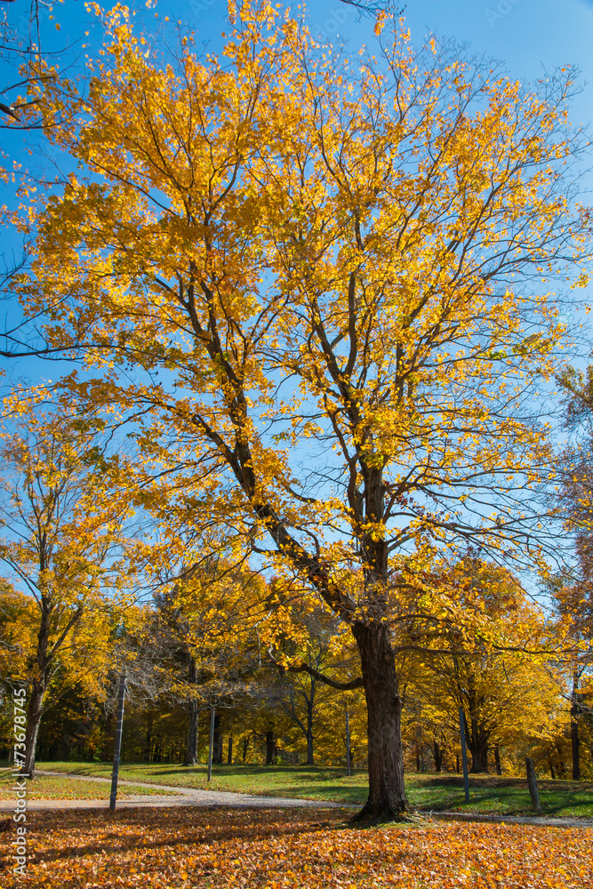 Big tree in the park