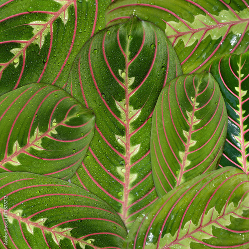leaves flower maranta macro photo