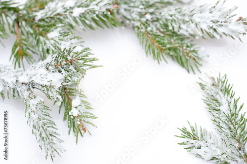 Branch of Christmas tree in snow, on white background