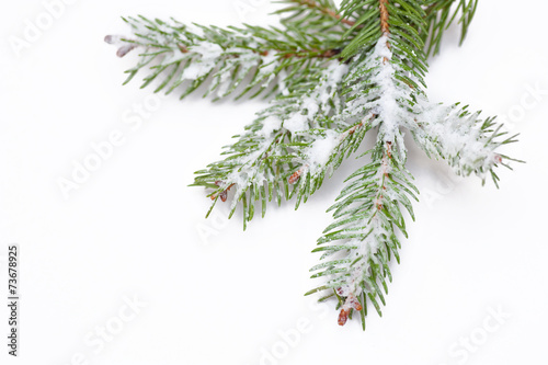 Closeup view of fir branch isolated on white