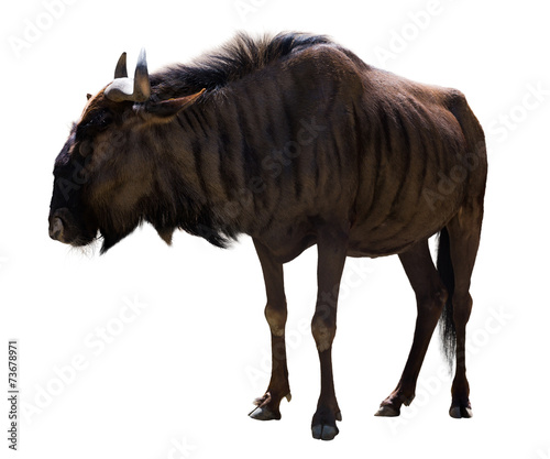 Plakat w ramie blue wildebeest