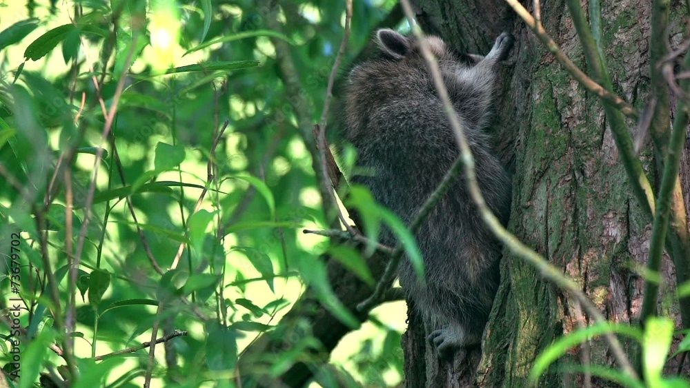 Waschbärbabys