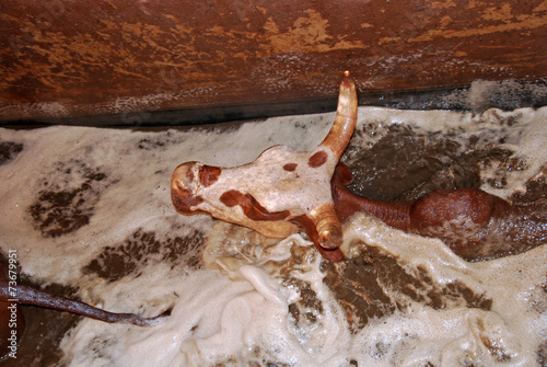 The weekly washing of cows - Village of Pomerini - Tanzania - Af photo