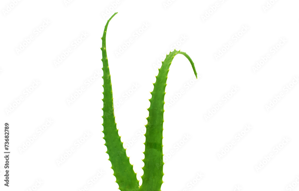 Naklejka premium aloe leaf